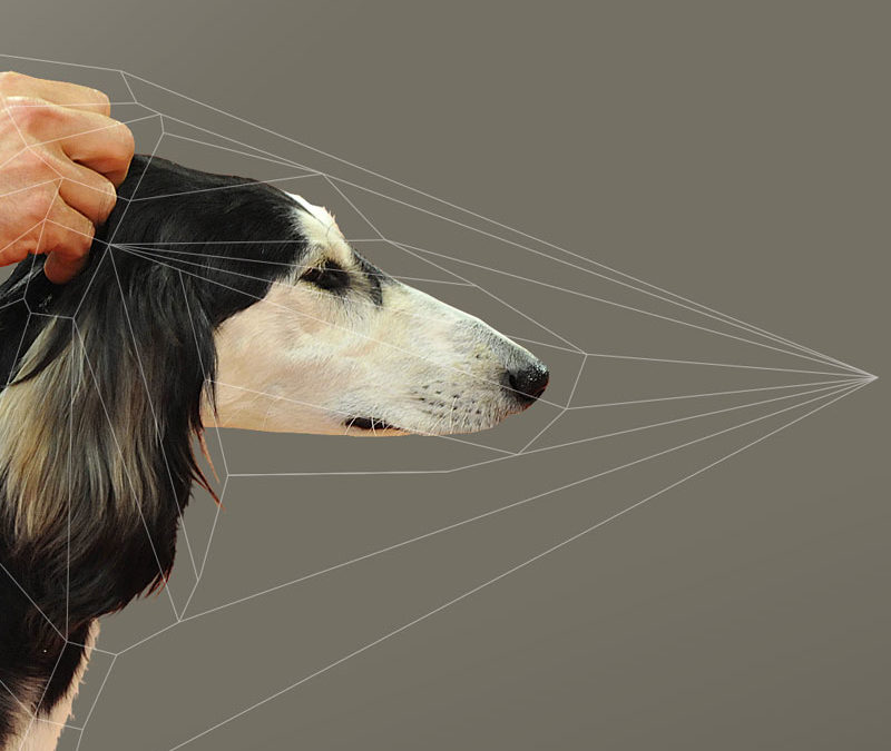 Animal Picture